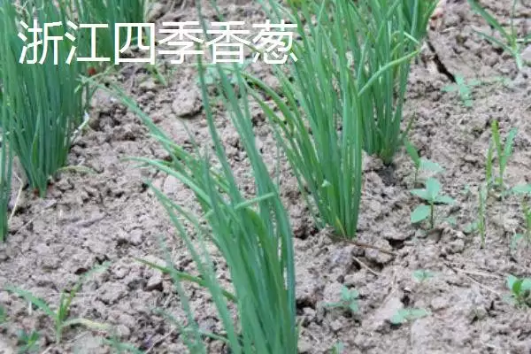 图片[6]-小葱产地的分布和要点？了解小葱产地需关注哪些关键信息？-会东网