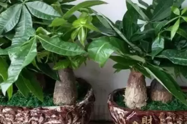 图片[2]-养小型发财树的方法和重点？养小型发财树要做好哪些细节？-会东网