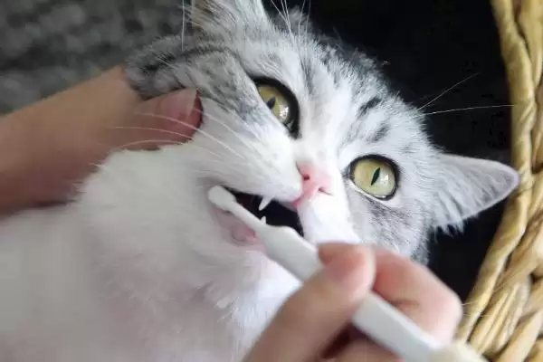 图片[2]-如何让猫咪喜欢刷牙？培养猫咪刷牙习惯要运用哪些有效方法？-会东网