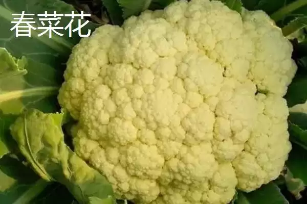 图片[2]-确定椰菜花适宜种植时间的方法和重点？确定椰菜花适宜种植时间要做好哪些细节？-会东网