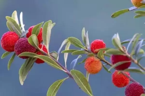 图片[2]-了解杨梅成熟月份的方法和重点？了解杨梅成熟月份要做好哪些细节？-会东网