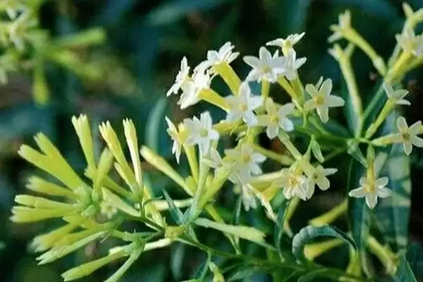 图片[2]-了解夜丁香开花时间的方法和重点？了解夜丁香开花时间要做好哪些细节？-会东网