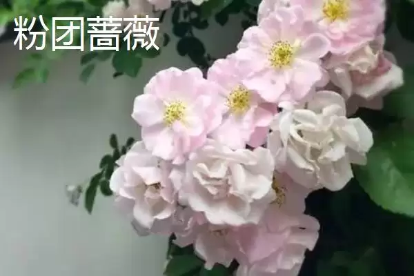 图片[4]-蔷薇优良品种大推荐：5种观赏价值高的品种介绍-会东网