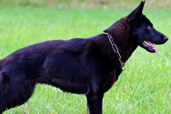 图片[2]-辨别纯种德国牧羊犬的方法和重点？辨别纯种德国牧羊犬要做好哪些细节？-会东网