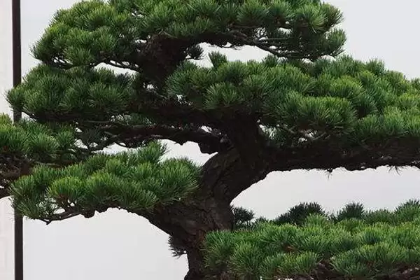 图片[2]-五针松要嫁接原因的要点和分析？分析五针松嫁接原因需关注什么？-会东网