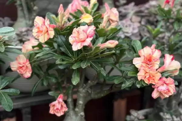 图片[3]-沙漠玫瑰的土如何配制？配制沙漠玫瑰土壤要遵循哪些配比原则？-会东网