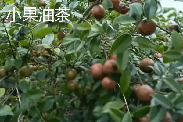 图片[4]-了解油茶苗价格的方法和重点？了解油茶苗价格要做好哪些细节？-会东网