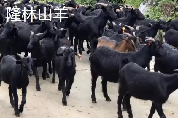 图片[12]-柳州市融水苗族自治县的特产 ,融水有哪些特色的特产种类？-会东网