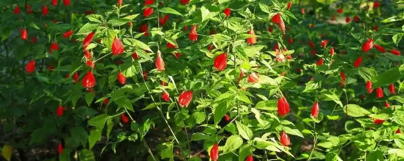 探寻悬铃花叶片萎蔫原因的方法和重点？探寻悬铃花叶片萎蔫原因要做好哪些细节？-会东网