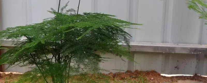 文竹是否耐寒？判断文竹耐寒性要了解哪些文竹生长习性和环境适应要点？-会东网