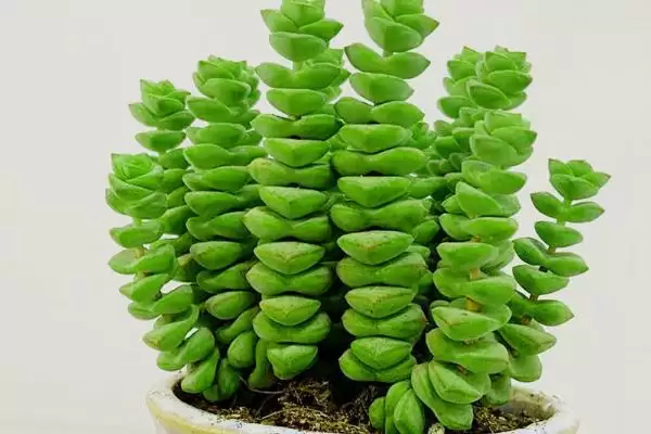 图片[2]-钱串子植物毒性揭秘：本身完全不含毒素的安全植物-会东网