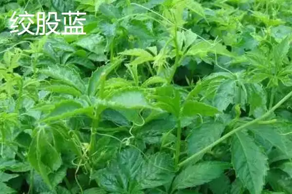 图片[2]-绞股蓝和乌蔹莓的区别 ,绞股蓝与乌蔹莓有何不同-会东网