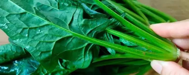 了解越冬菠菜出苗所需时间的方法和重点？了解越冬菠菜出苗所需时间要做好哪些细节？-会东网
