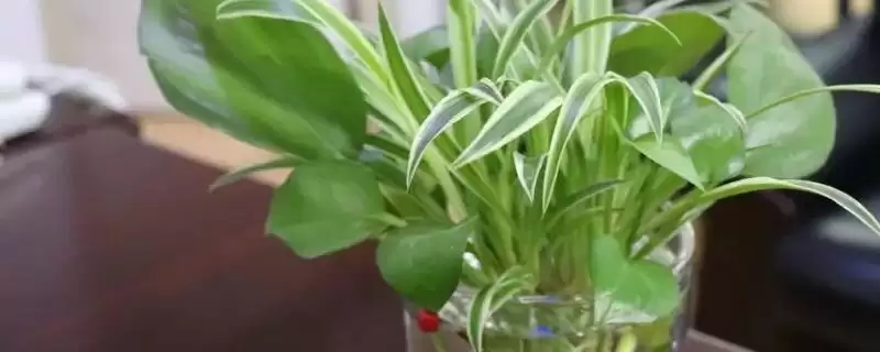 水养花需要多久换一次水？水养花换水要掌握哪些合适的时间间隔和水质要点？-会东网