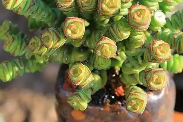 图片[5]-钱多多植物养殖秘籍：光照充足环境中生长的要点-会东网