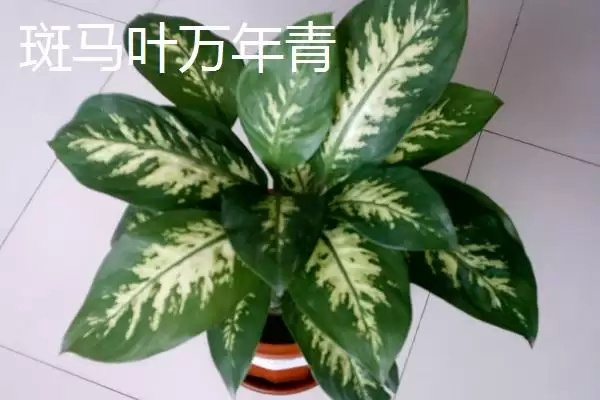 图片[7]-万年青的种类？认识万年青种类要了解哪些关键的品种分类和形态特性要点？-会东网