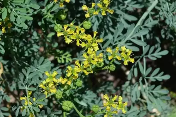 图片[5]-了解芸香繁殖方式的方法和重点？了解芸香繁殖方式要做好哪些细节？-会东网