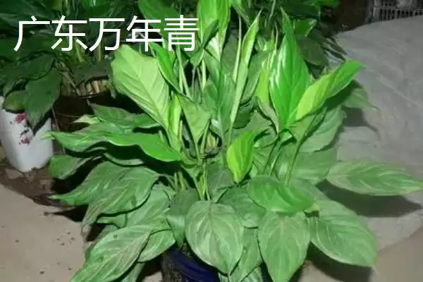 图片[4]-万年青的种类？认识万年青种类要了解哪些关键的品种分类和形态特性要点？-会东网