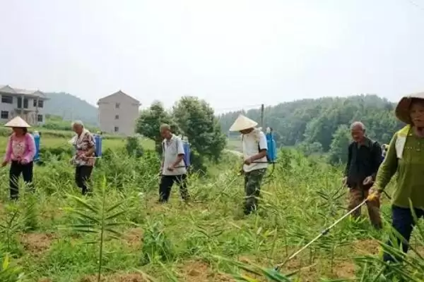 图片[11]-生姜的常见病害与防治方法？种植生姜防治常见病害要采取哪些措施？-会东网