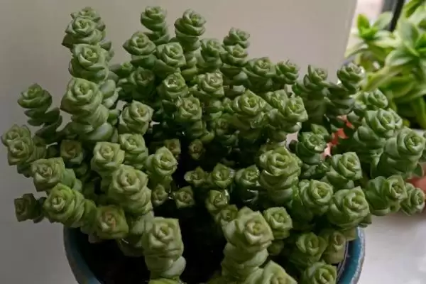 图片[4]-钱多多植物养殖秘籍：光照充足环境中生长的要点-会东网