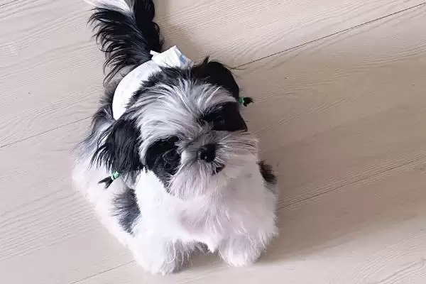 图片[3]-最好养的10种小型犬的种类和要点？选择小型犬需关注哪些品种？-会东网