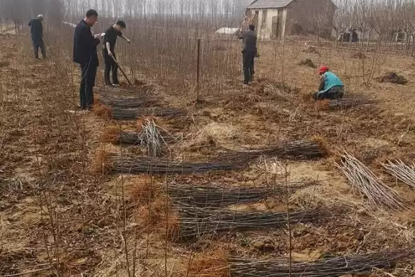 图片[4]-种植西梅的方法和重点？种植西梅要做好哪些细节？-会东网