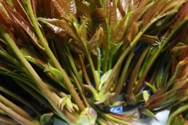 图片[2]-香椿在农村很少有人种植的原因和要点？分析香椿农村种植情况需关注什么？-会东网