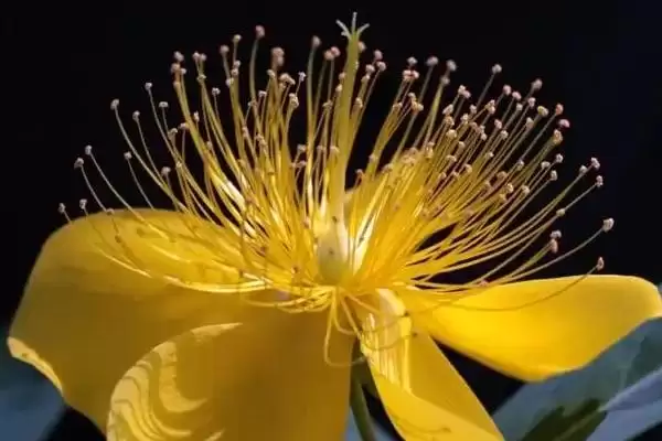 图片[3]-金丝猴花的养殖方法 ,金丝猴花多久更换一次盆土-会东网