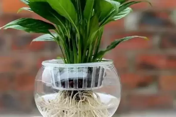图片[3]-水培植物越冬技巧？帮助水培植物越冬要掌握哪些有效的保暖和养护技巧？-会东网