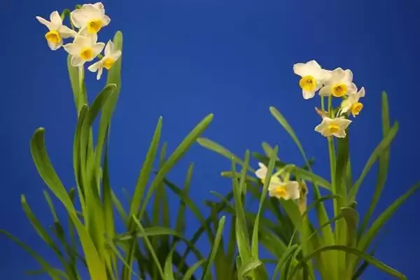 图片[2]-水仙花的花语？了解水仙花花语要探究哪些文化象征和寓意内涵要点？-会东网