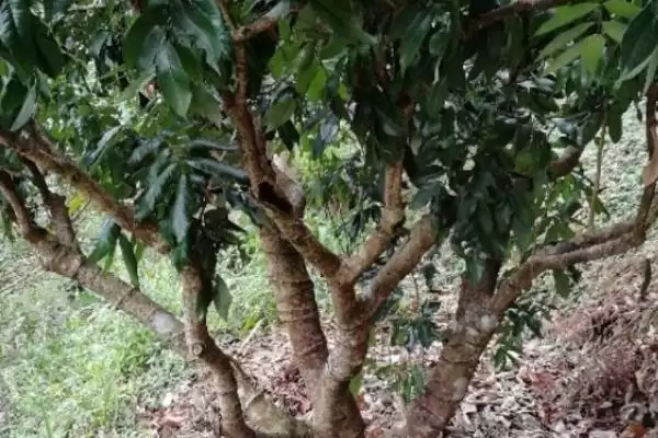 图片[5]-荔枝的高压繁殖技术 ,荔枝高压繁殖是怎样的育苗方式？-会东网