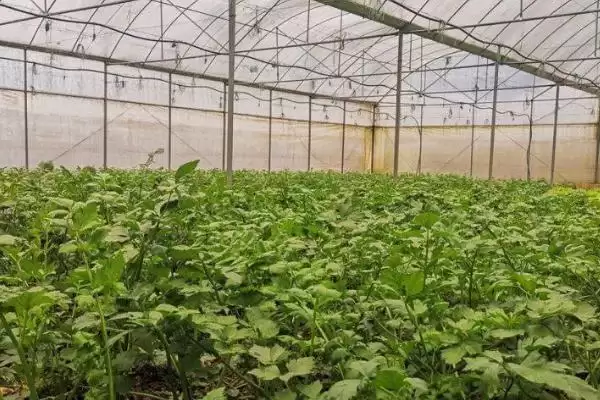 图片[3]-解决冬季蔬菜大棚滴水问题的方法和重点？解决冬季蔬菜大棚滴水问题要做好哪些细节？-会东网