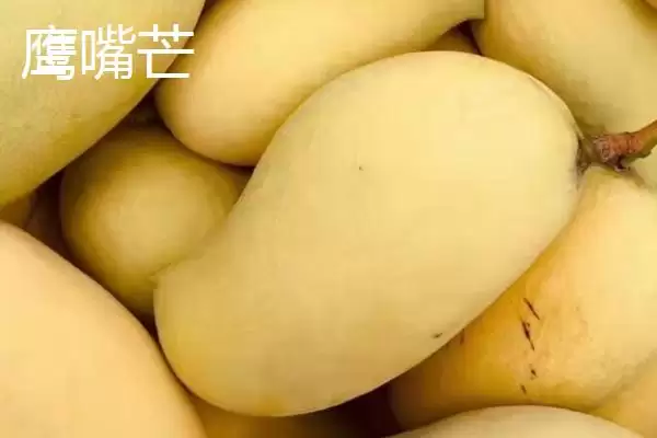 图片[2]-芒果苗什么品种比较好 ,芒果苗有哪些好的品种可选-会东网