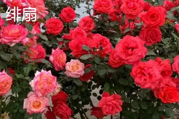 图片[3]-最美的月季花品种的种类和要点？选择月季花品种需关注哪些？-会东网