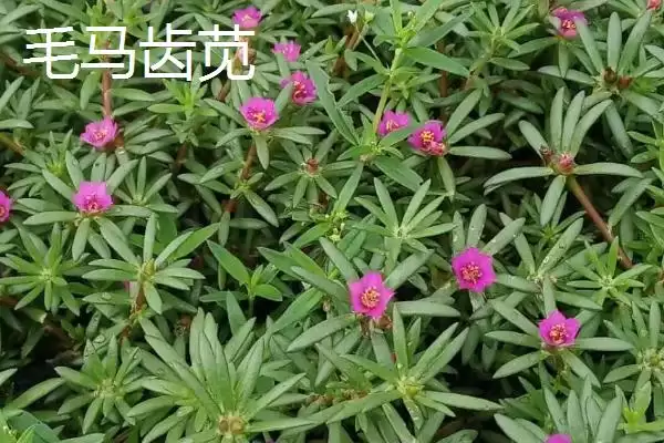图片[5]-马齿苋有哪些特征 ,马齿苋的茎和叶片是什么样-会东网