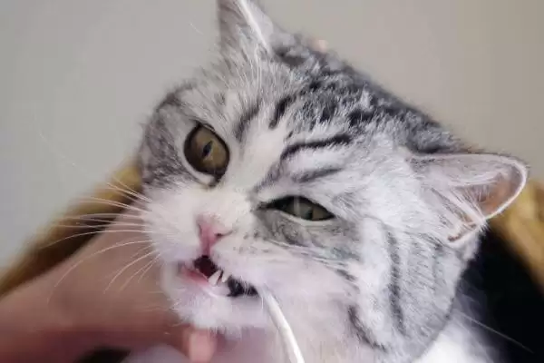 图片[3]-如何让猫咪喜欢刷牙？培养猫咪刷牙习惯要运用哪些有效方法？-会东网