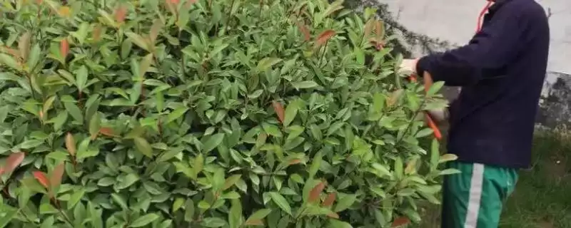 修剪红叶石楠的方法和重点？修剪红叶石楠要做好哪些细节？-会东网