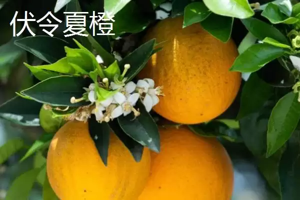 图片[4]-夏橙是否夏季成熟的要点和判断？判断夏橙成熟时间需注意什么？-会东网