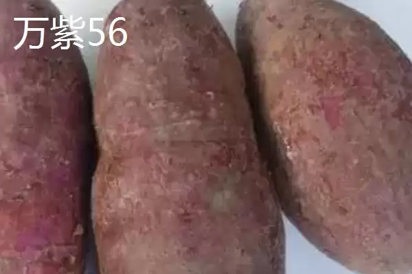 图片[8]-紫薯品种的种类和要点？了解紫薯品种需关注哪些关键信息？-会东网