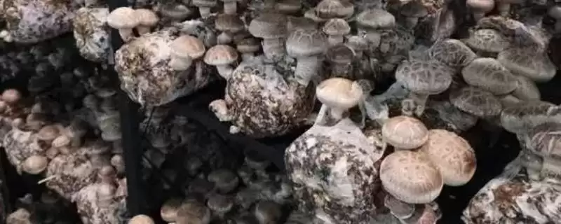 香菇品种的种类和要点？了解香菇品种需关注哪些关键内容？-会东网