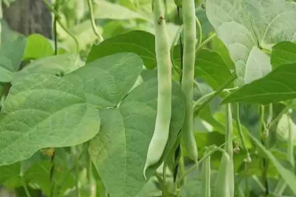 图片[3]-山东芸豆的种植方法？种植山东芸豆要遵循哪些科学的种植流程？-会东网