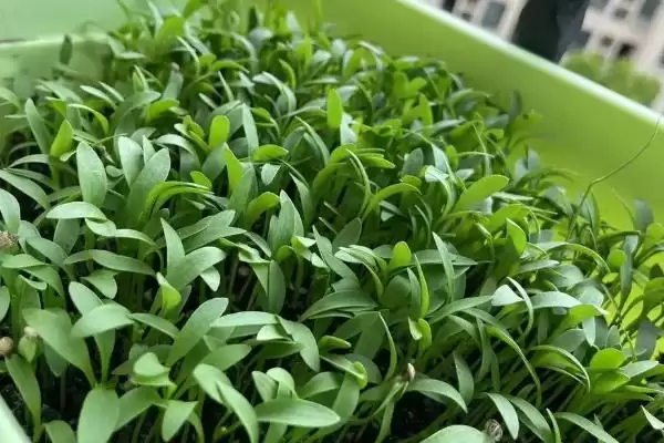 图片[6]-香菜种子冷冻催芽的方法和要点？香菜种子冷冻催芽需掌握哪些关键技巧？-会东网