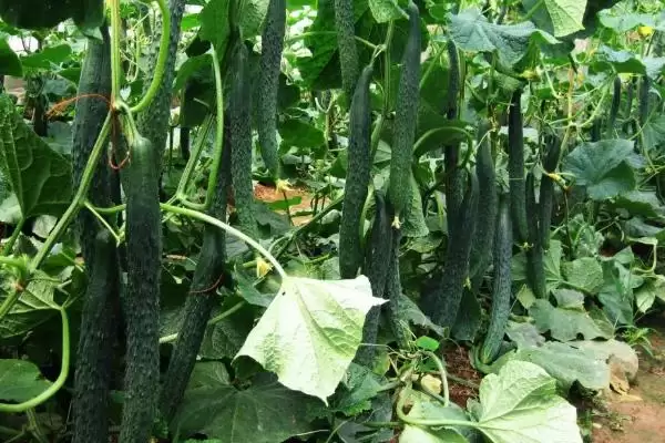 图片[6]-无土栽培蔬菜的种类和要点？了解无土栽培蔬菜需关注哪些品种？-会东网