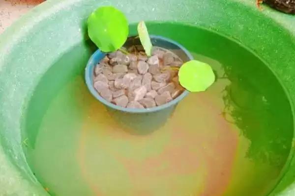 图片[3]-种植碗莲所需盆深的要点和依据？种植碗莲选盆需关注哪些要点？-会东网