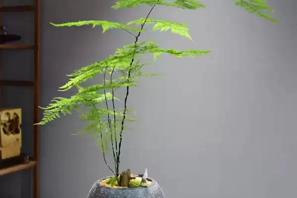 图片[3]-文竹摆放在哪里对风水好？确定文竹摆放位置考虑风水要了解哪些风水文化和植物特性要点？-会东网