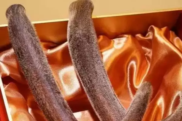 图片[3]-提高鹿茸产量的方法？提高鹿茸产量要掌握哪些涵盖饲养、管理等方面的要点？-会东网