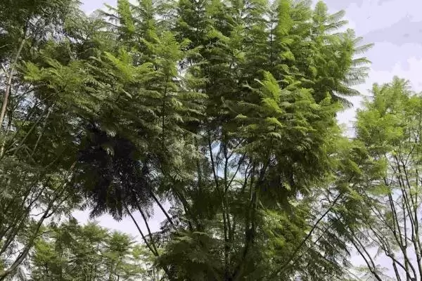 图片[2]-蓝花楹的种植方法 ,蓝花楹在 3 月中下旬种植有何优势？-会东网