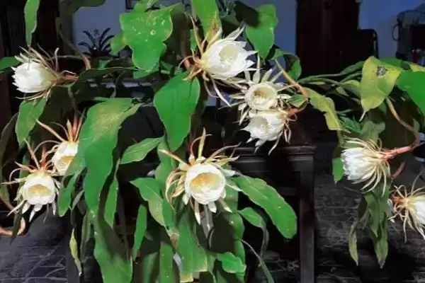 图片[2]-昙花能不能浇淘米水？判断昙花能否浇淘米水要考虑哪些土壤和植物营养因素？-会东网