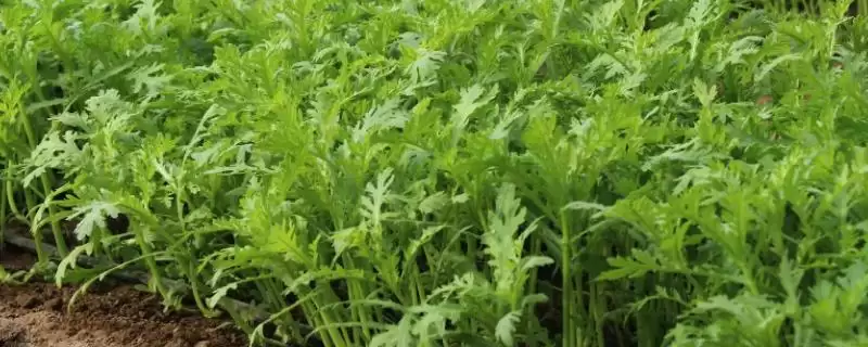 茼蒿能割几茬？了解茼蒿收割茬数要考虑哪些生长周期和养护要点？-会东网