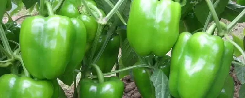 青椒的蔬菜属性探讨：常作配菜的原因及价值-会东网